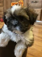 Holly, a female Shih Tzu for sale in Athens, WI – Photo 4 of 9