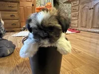 Holly, a female Shih Tzu for sale in Athens, WI – Photo 2 of 9