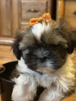 Holly, a female Shih Tzu for sale in Athens, WI – Photo 7 of 9