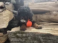 Weslee , a male Poodle - Toy  for sale in Athens, WI – Photo 6 of 10