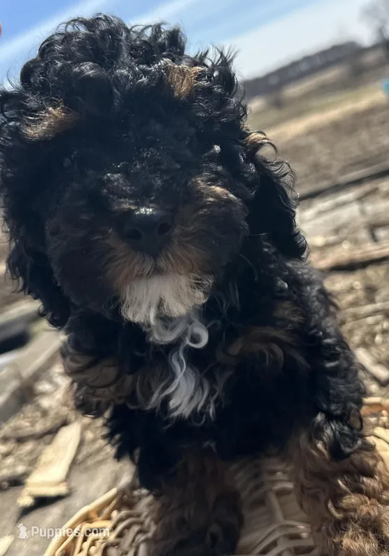 Weslee  – Poodle - Toy  puppy for sale in Athens, WI