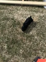 Weslee , a male Poodle - Toy  for sale in Athens, WI – Photo 10 of 10