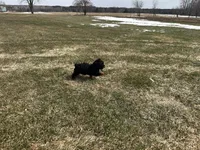 Weslee , a male Poodle - Toy  for sale in Athens, WI – Photo 9 of 10