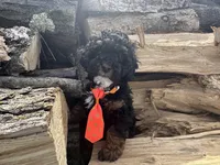 Weslee , a male Poodle - Toy  for sale in Athens, WI – Photo 2 of 10