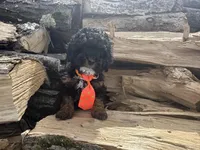 Weslee , a male Poodle - Toy  for sale in Athens, WI – Photo 4 of 10