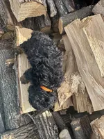 Weslee , a male Poodle - Toy  for sale in Athens, WI – Photo 5 of 10