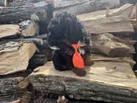 Weslee , a male Poodle - Toy  for sale in Athens, WI – Photo 3 of 10