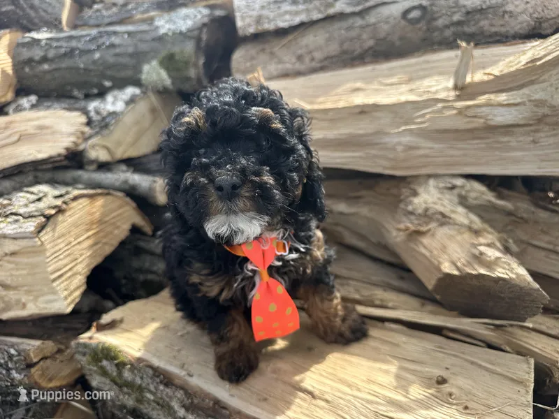 Weslee  – Poodle - Toy  puppy for sale in Athens, WI