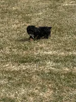 Weslee , a male Poodle - Toy  for sale in Athens, WI – Photo 8 of 10