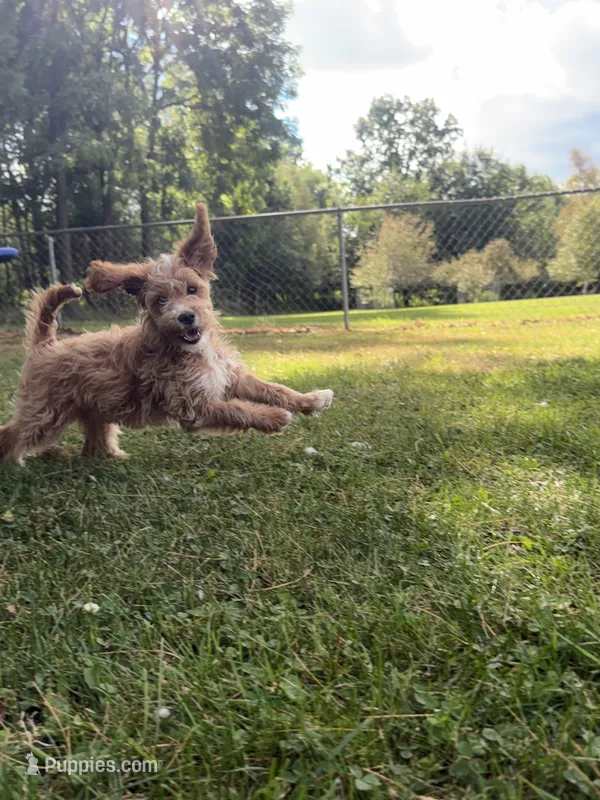 Carly – Miniature Goldendoodle puppy for sale in Athens, WI