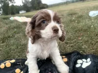 AKC Matt, a male Cocker Spaniel for sale in Athens, WI – 4 of 10
