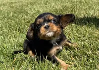 AKC Dash, a male Cavalier King Charles Spaniel for sale in Athens, WI – 5 of 10