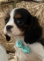 Cliff, a male Cavalier King Charles Spaniel for sale in Athens, WI – 4 of 10