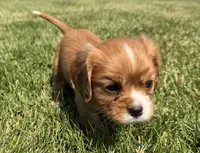 AKC Dixie, a female Cavalier King Charles Spaniel for sale in Athens, WI – 4 of 10