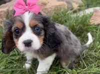 Laken, a female Cavalier King Charles Spaniel for sale in Athens, WI – 4 of 10