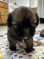 Rueben , a male Shih Tzu for sale in Athens, WI – Photo 6 of 10