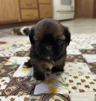 Rueben , a male Shih Tzu for sale in Athens, WI – Photo 9 of 10