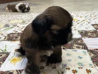 Rueben , a male Shih Tzu for sale in Athens, WI – Photo 5 of 10