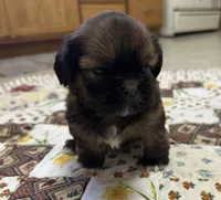 Rueben , a male Shih Tzu for sale in Athens, WI – Photo 10 of 10
