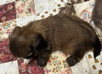 Rueben , a male Shih Tzu for sale in Athens, WI – Photo 2 of 10