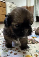 Rueben , a male Shih Tzu for sale in Athens, WI – Photo 7 of 10