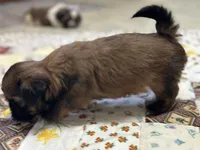 Rueben , a male Shih Tzu for sale in Athens, WI – Photo 8 of 10