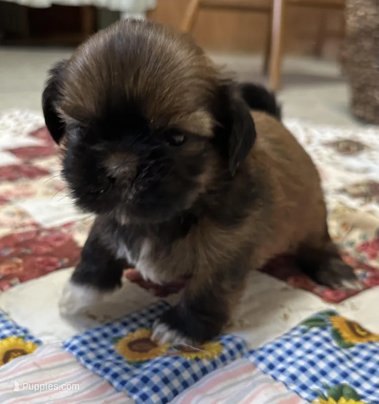 Rueben  – Shih Tzu puppy for sale in Athens, WI