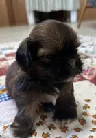 Rueben , a male Shih Tzu for sale in Athens, WI – Photo 3 of 10