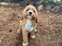 Sully, a male Cavapoo for sale in Athens, WI – 10 of 10