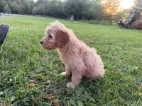 Cloudy , a female Miniature Goldendoodle for sale in Athens, WI – 7 of 10