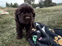 AKC Maverick , a male Cocker Spaniel for sale in Athens, WI – 9 of 9