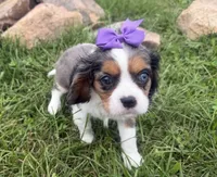 Lizzy, a female Cavalier King Charles Spaniel for sale in Athens, WI – 4 of 10