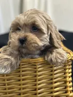 Simon, a male Shihpoo for sale in Athens, WI – Photo 9 of 10