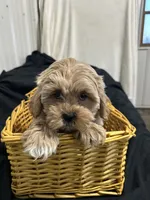Simon, a male Shihpoo for sale in Athens, WI – Photo 6 of 10