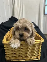 Simon, a male Shihpoo for sale in Athens, WI – Photo 5 of 10