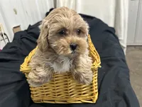 Simon, a male Shihpoo for sale in Athens, WI – Photo 4 of 10