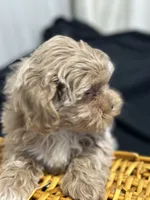 Simon, a male Shihpoo for sale in Athens, WI – Photo 8 of 10