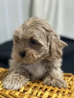 Simon, a male Shihpoo for sale in Athens, WI – Photo 7 of 10