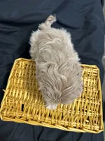 Simon, a male Shihpoo for sale in Athens, WI – Photo 10 of 10