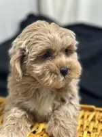 Simon, a male Shihpoo for sale in Athens, WI – Photo 3 of 10
