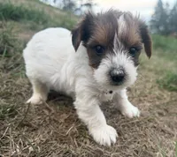 Trevor, a male Yorkshire Terrier for sale in Athens, WI – 4 of 10