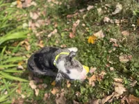 Parker, a male Boston Terrier for sale in Athens, WI – 6 of 10