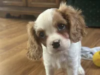 Lyle, a male Cavalier King Charles Spaniel for sale in Athens, WI – Photo 4 of 10