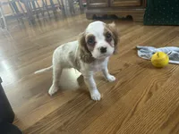 Lyle, a male Cavalier King Charles Spaniel for sale in Athens, WI – Photo 6 of 10