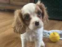 Lyle, a male Cavalier King Charles Spaniel for sale in Athens, WI – Photo 1 of 10