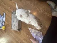 Lyle, a male Cavalier King Charles Spaniel for sale in Athens, WI – Photo 7 of 10