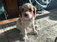 Lyle, a male Cavalier King Charles Spaniel for sale in Athens, WI – Photo 9 of 10