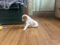 Lyle, a male Cavalier King Charles Spaniel for sale in Athens, WI – Photo 5 of 10