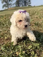 Eve, a female Poodle - Toy  for sale in Athens, WI – 4 of 10