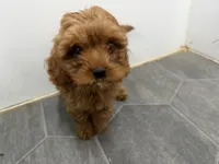 Rod, a male Cavapoo for sale in Athens, WI – 8 of 10